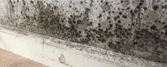 damp house